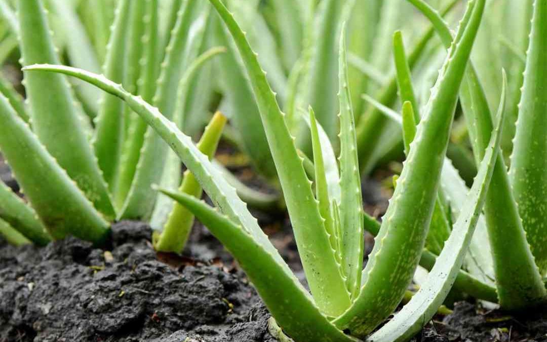 Aloe vera för huden. Hudkrämer med aloe vera